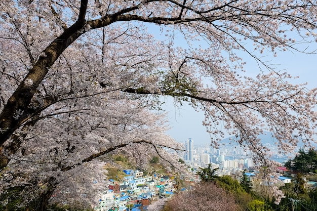 Ludzie chodzą na festiwalu Jinhae Gunhangje w Busan w Korei.