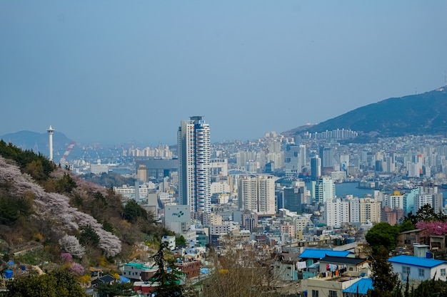 Ludzie chodzą na festiwalu Jinhae Gunhangje w Busan w Korei.