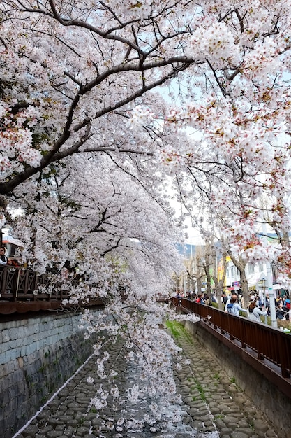 Ludzie Chodzą Na Festiwalu Jinhae Gunhangje W Busan W Korei.