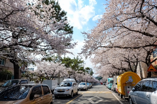 Ludzie Chodzą Na Festiwalu Jinhae Gunhangje W Busan W Korei.