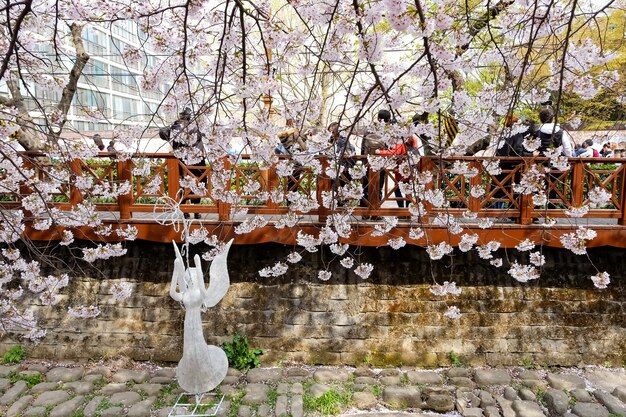 Zdjęcie ludzie chodzą na festiwalu jinhae gunhangje w busan w korei.