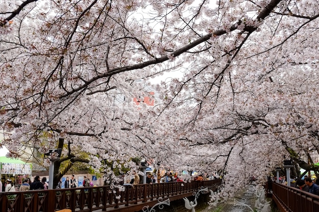 Ludzie chodzą na festiwalu Jinhae Gunhangje w Busan w Korei.