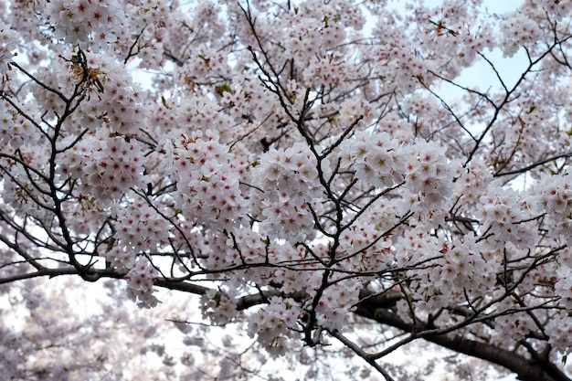 Ludzie chodzą na festiwalu Jinhae Gunhangje w Busan w Korei.