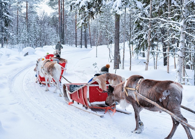 Ludzie jeżdżący na karawanie reniferów w zimowym lesie w Rovaniemi, Laponia, Finlandia