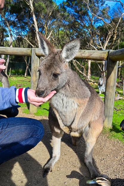 Ludzie karmią kangurów w sanktuarium Moonlit w Melbourne w Australii