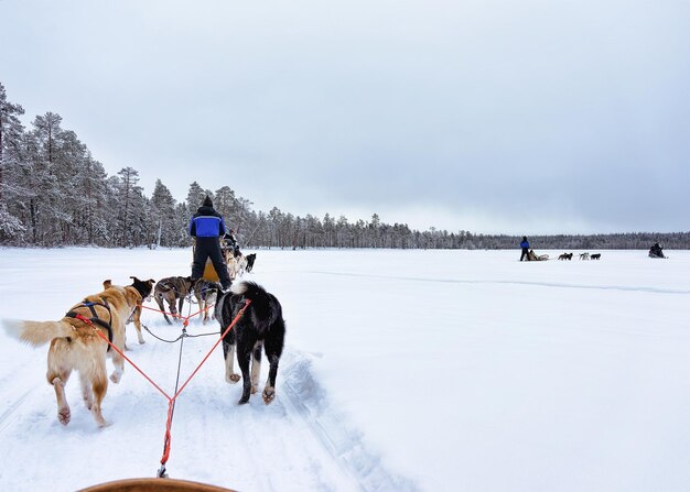 Ludzie Na Psich Zaprzęgach Husky Na Zimowym Zamarzniętym Jeziorze W Rovaniemi, Laponia, Finlandia