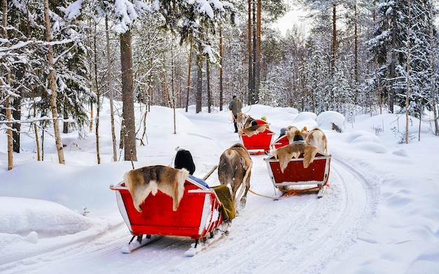 Ludzie na reniferowych saniach w Finlandii w Rovaniemi na farmie Laponii. Rodzina na bożonarodzeniowych saniach podczas zimowego safari na sankach ze śniegiem Biegun północny Arktyki fińskiej. Zabawa ze zwierzętami Saami z Norwegii.