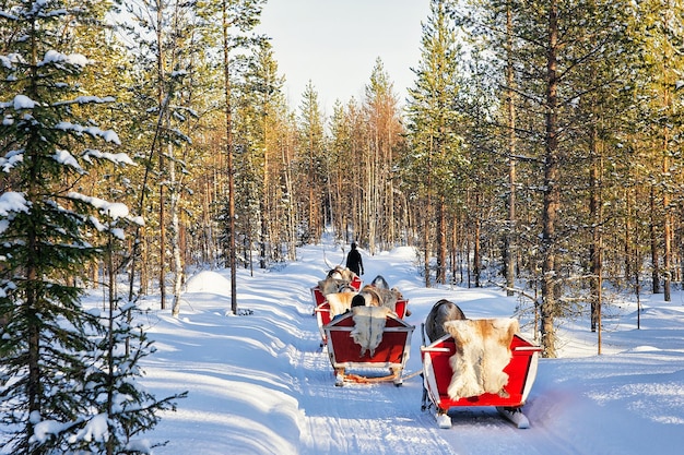 Ludzie na safari karawanami reniferowymi w zimowym lesie w Rovaniemi, fińska Laponia