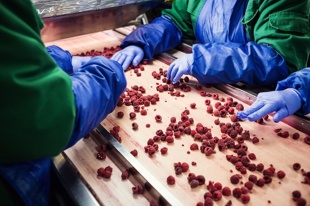 Ludzie w pracy Nierozpoznawalni pracownicy ręce w niebieskich rękawiczkach ochronnych dokonują selekcji mrożonych jagódFabryka do zamrażania i pakowania owoców i warzywSłabe światło i widoczny hałas
