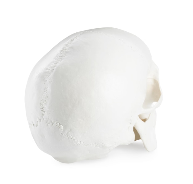 Ludzka czaszka odizolowana na białym widoku z tyłu