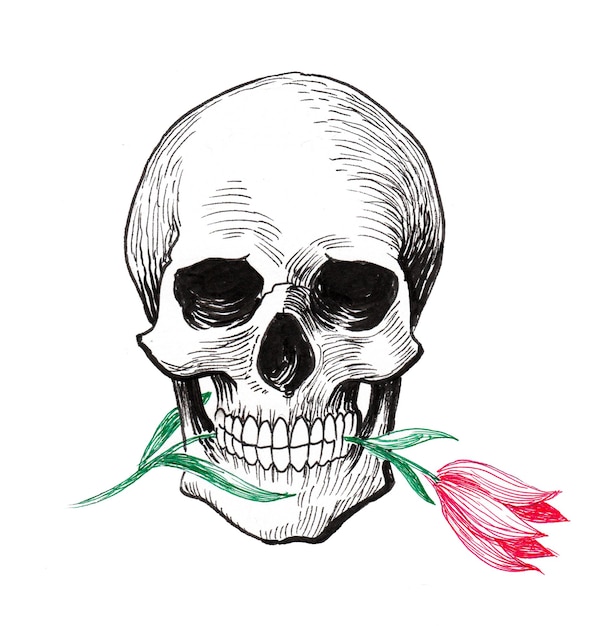 Ludzka czaszka z kwiatem tulipana. Rysunek tuszem