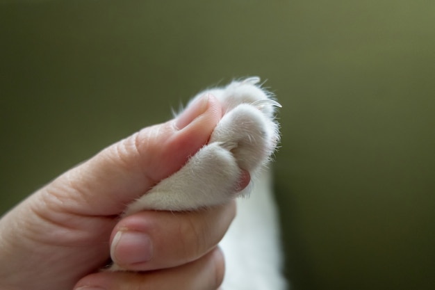 Ludzka ręka łapie łapę kota przed przycięciem jej paznokcia