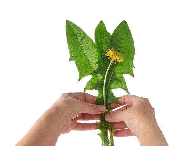 Ludzka ręka trzyma bukiet zielonych świeżych liści i żółtych kwiatów mniszka na białym tle