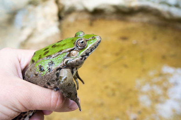 Ludzka Ręka Trzyma Dużą żabę Na Powierzchni Bagna