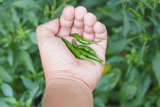 Zdjęcie ludzka ręka trzyma świeże papryki chili