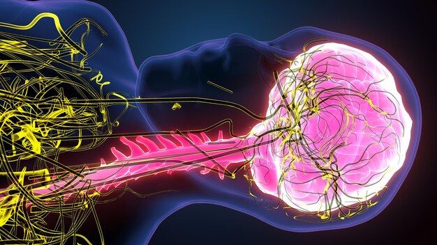 Ludzki mózg z układem nerwowym ilustracja 3d