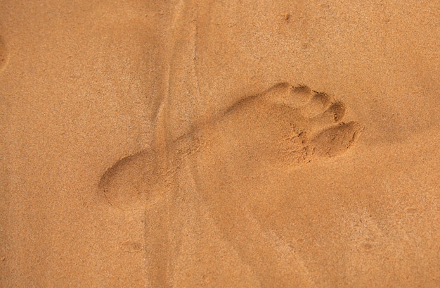 Ludzki ślad obok odcisków stóp psa na piaszczystej tropikalnej plaży