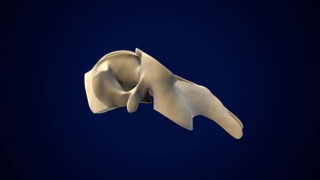 Ludzki szkielet Kręgosłup kręgosłup szyjny Anatomia ilustracja 3D