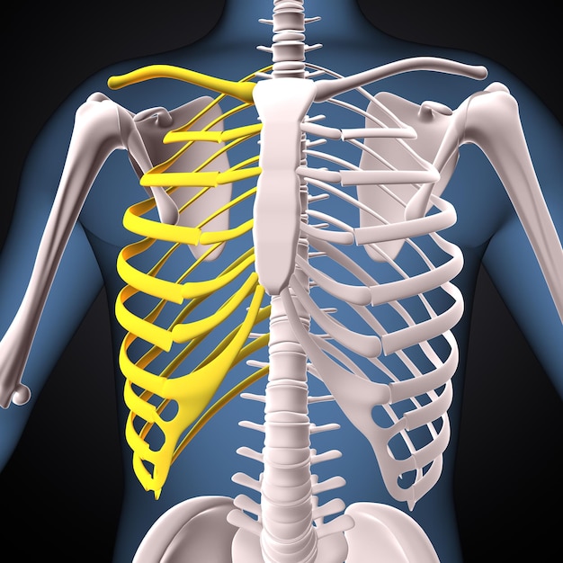 ludzki szkielet rdzeń kręgosłupa i promień anatomia 3d render