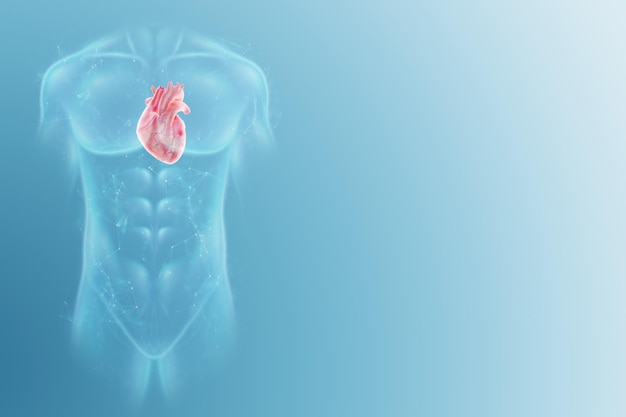 Ludzkie narządy wewnętrzne serce na tle ludzkiej sylwetki Anatomia medycyna transplantologia