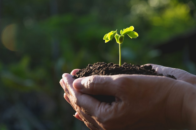 Ludzkie ręki trzyma zielonego małej rośliny życia pojęcie koncepcja ekologii.