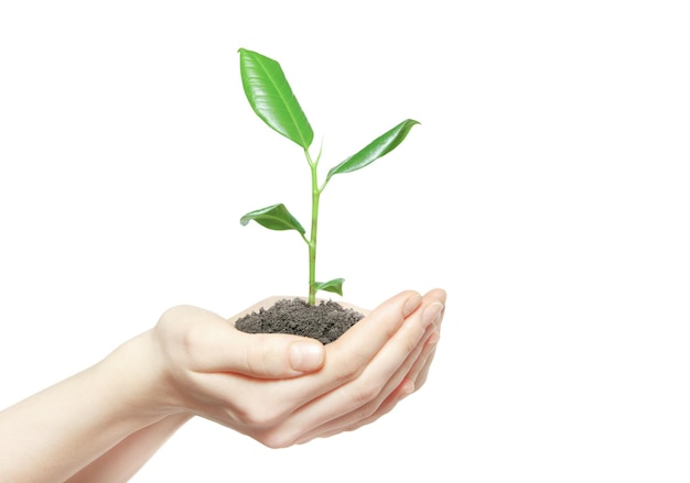 Ludzkie ręki trzyma zielonej małej rośliny życia nowego pojęcie