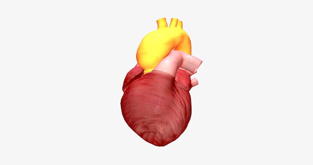 Łuk aorty łączy aortę wstępującą z aortą zstępującą