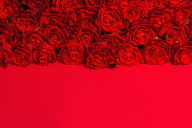 Luksusowy bukiet świeżych czerwonych róż. Świąteczna koncepcja na Wesela, Urodziny, 8 marca, Dzień Matki lub Walentynki. Kartka z życzeniami, czerwone matowe tło