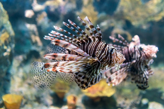 Luna Lionfish Pływanie W Tropikalnym Morzu.