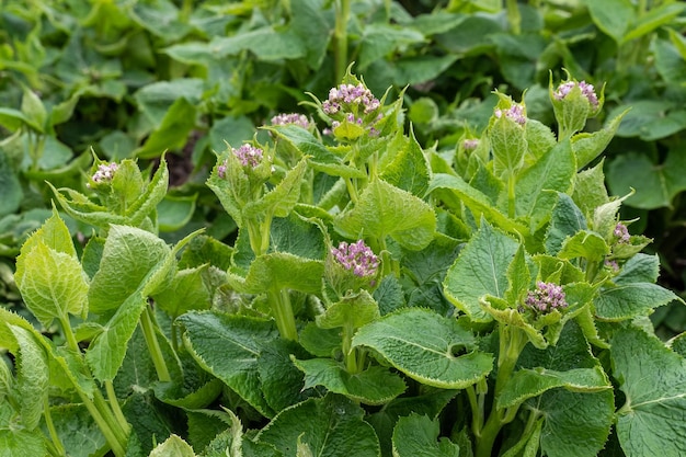 Lunaria rediviva znana jako wieloletnia szczerość to gatunek rośliny kwitnącej