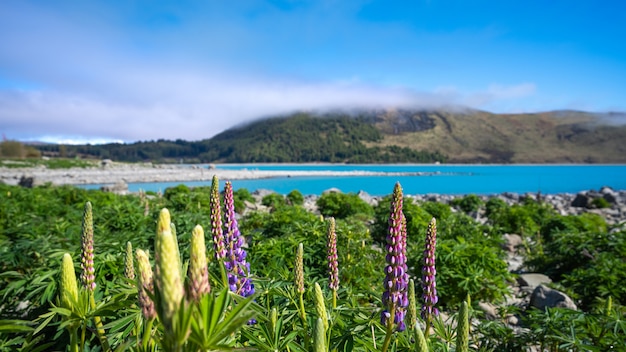 Lupins At Lake Tekapo, Nowa Zelandia