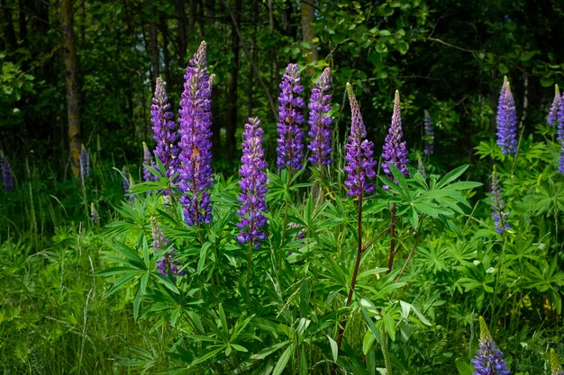 Lupinus albus. Piękne fioletowe i niebieskie dzikie kwiaty łubinu. Zdjęcie wysokiej jakości