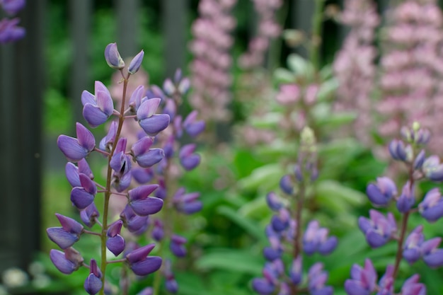 Lupinus lub łubinu kwiatu zakończenie up z zamazanym tłem