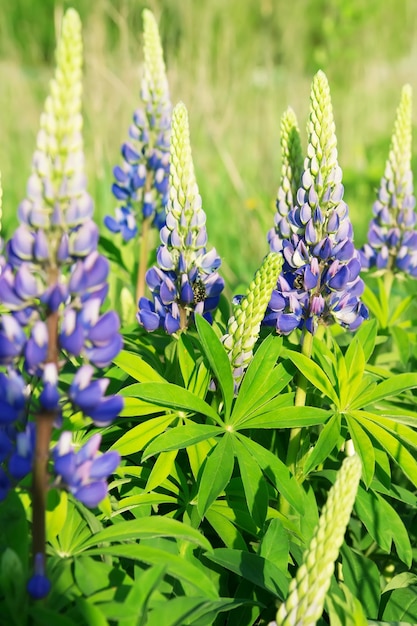 Lupinus (łubin Lub łubin) W Rozkwicie. Kwiatowe Tło