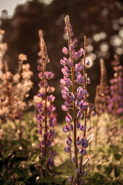 Lupinus, łubin, łubin pole z kwiatami. łubin lato kwiat tło.