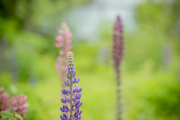 Lupinus, łubin, łubin pole z różowymi purpurowymi i niebieskimi kwiatami. Wiązka łubinu lata kwiatu tło. Lupinus pole z różowymi purpurowymi i błękitnymi kwiatami. Pole łubinów. Kwiaty na łące.