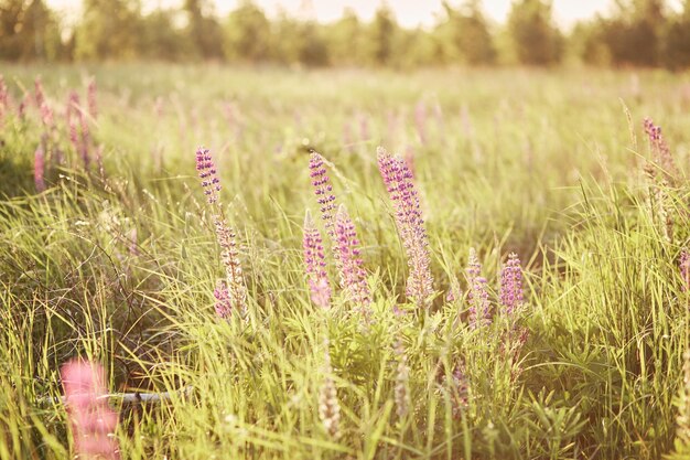 Lupinus łubin pole łubinu z fioletowymi i niebieskimi kwiatami wieczorem Kilka łubinów lato kwiat tła Retro tonujące tło