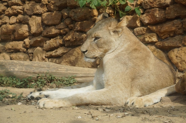 Zdjęcie lwica leżąca w dzikiej przyrodzie
