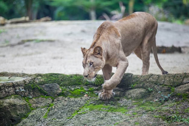 Lwica Panthera leo spaceru w zoo