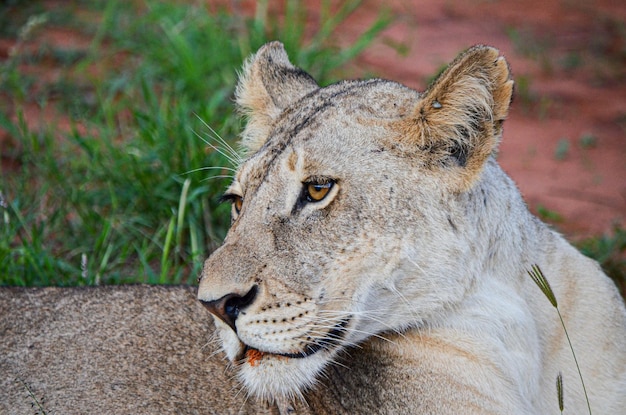 Lwica Po Jedzeniu Patrząc W Przyszłość, Tsavo East, Kenia, Afryka