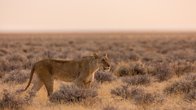 Lwica W Parku Narodowym Etosha O Zachodzie Słońca Namibia