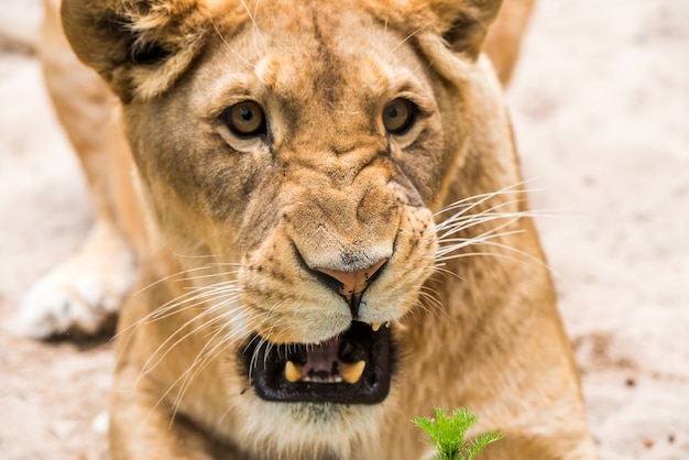 Lwica zbliżenie portret twarz samicy lwa panthera leo