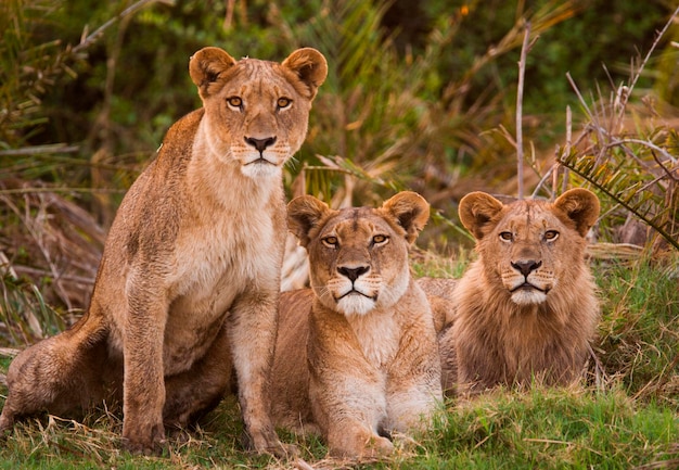 Lwy afrykańskie Botswana