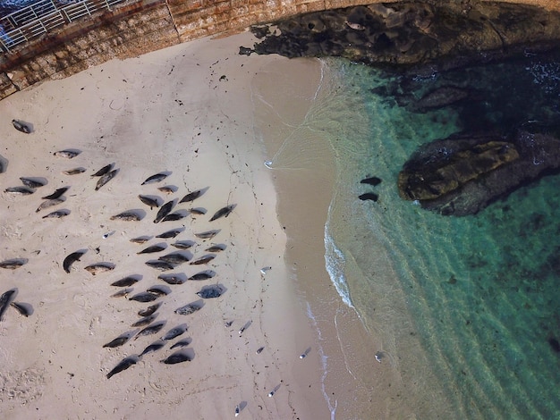 Lwy morskie drzemiące podczas zachodu słońca w La Jolla Cove San Diego CA USA