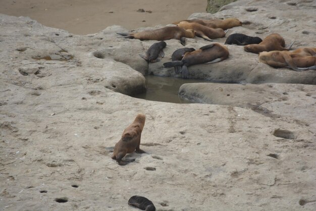 Lwy morskie na obszarze chronionym Punta Loma Puerto Madryn