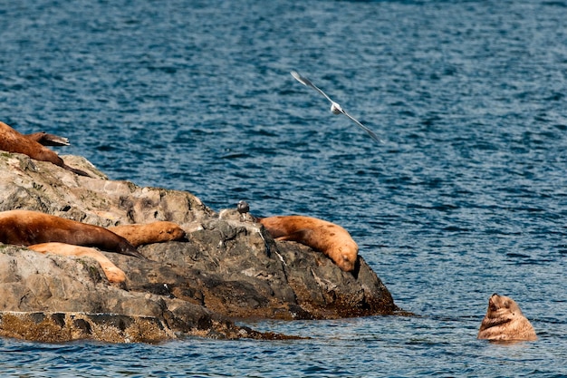 Lwy morskie odpoczywające na skale w pobliżu Whittier na Alasce