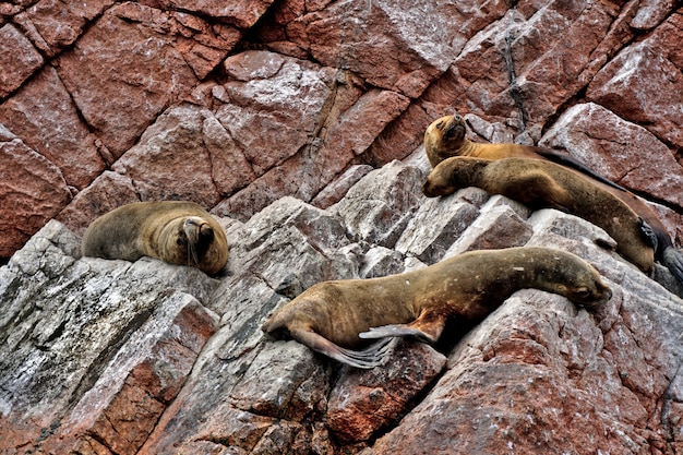 Lwy Morskie Spoczywają Na Czerwonawych Skałach Na Wyspach Ballestas W Peru.