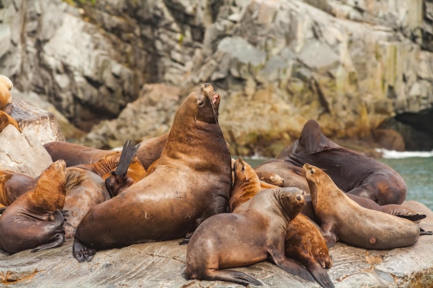 Lwy morskie Steller's Kenai Fjords Park Narodowy Alaska