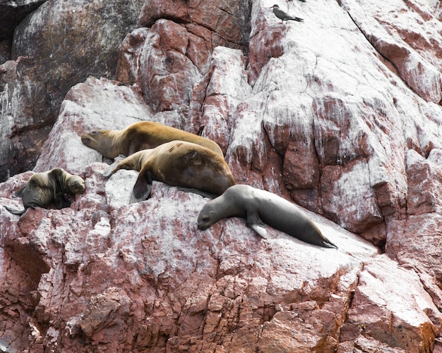 Zdjęcie lwy morskie walczą o skałę na wybrzeżu peruwiańskim na wyspach ballestas w peru