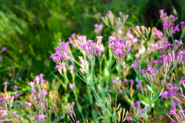 Lychnis Viscaria vulgaris kwitnie zbliżenie